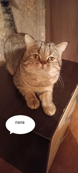 Продаются котята