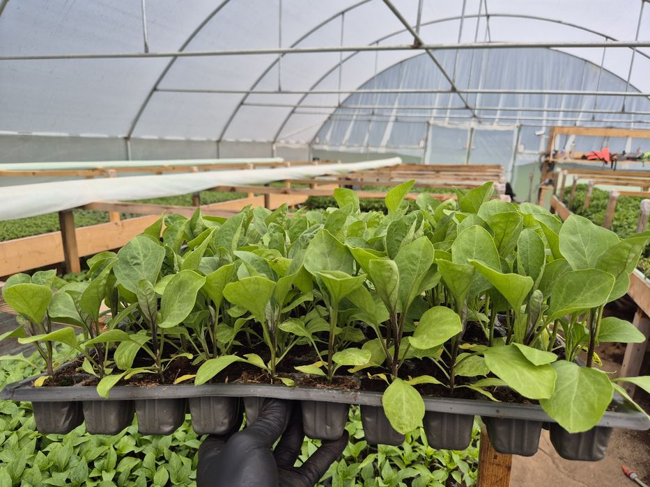 Rasaduri legume F1 Rosii,Ardei, Luestean, Vinete Varza Castraveti