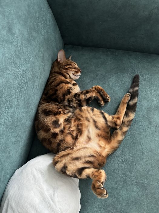 Отдам кота в добрые руки