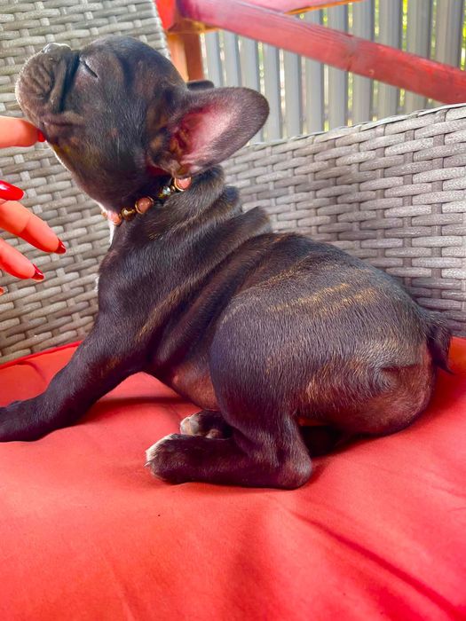 Bulldog francez femelă black brindle