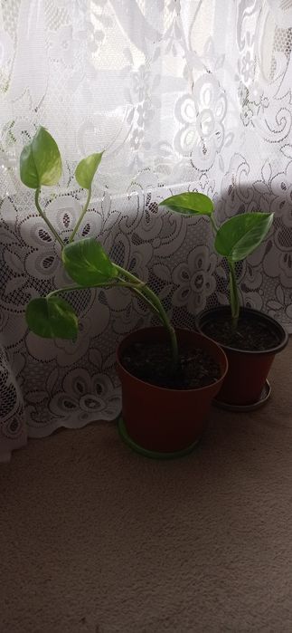 Цветя за 8-ми март, цвете за градината, седуми в саксия, кактуси