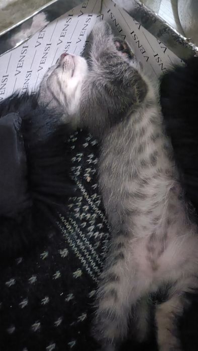 Отдам котенка мальчик