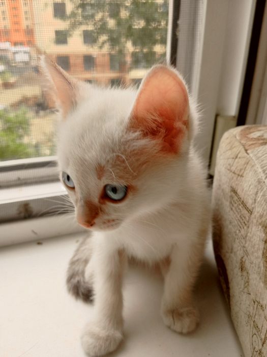 Отдам домашних котят в добрые ручки