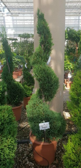 Tuia spirală 2m plus