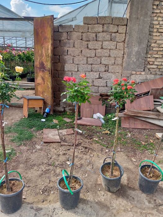 Dekorativni ko'chatlar sifatli va hamyonbop landshaft xizmatlari