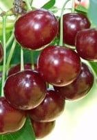 Pomi fructiferi soiuri străvechi din glia strămoșească soiuri de visin