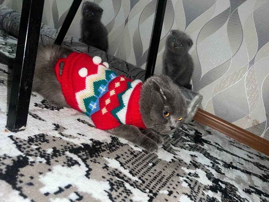 Британские котята