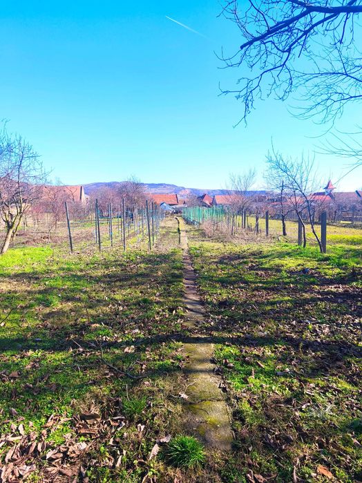 Casă și Afacere 1700 metri Agricolă/Sera de Familie in Lancram