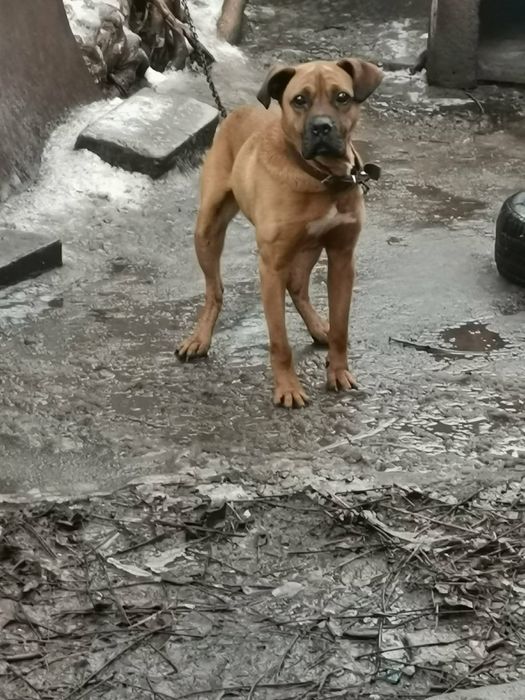 Подарявам куче пазач.Верен приятел.