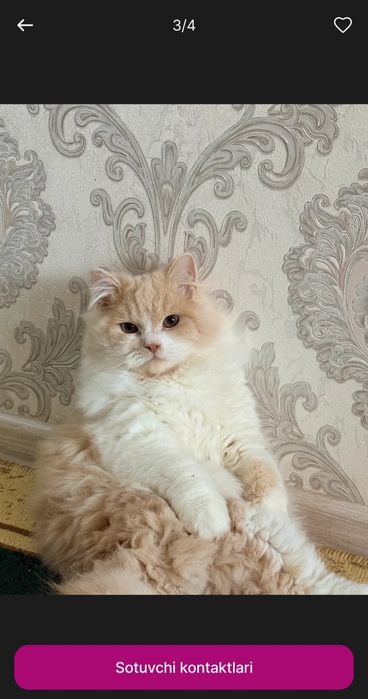 Mushuk sotiladi(Zotdor mushuk)
