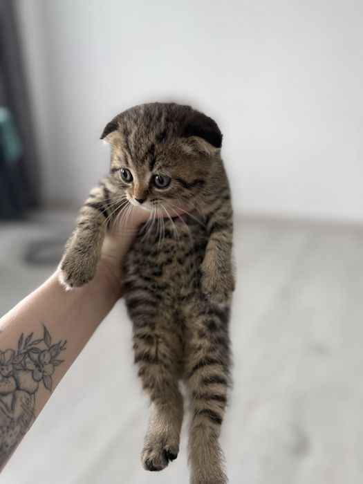 Продам котят скотиш фолд