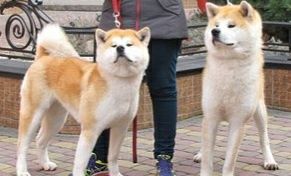 Акита-ину чистый кровь муж/жен 2/1