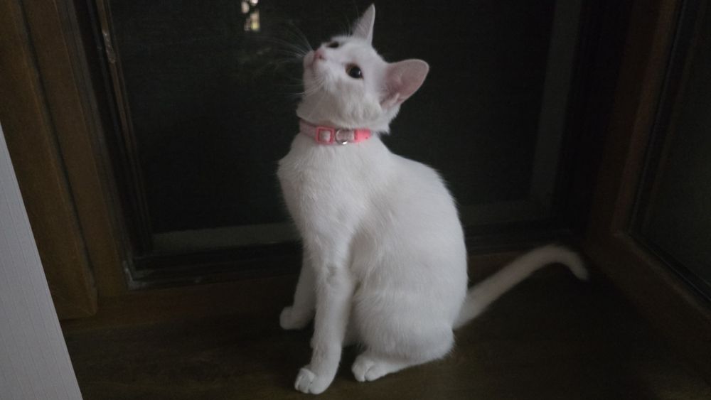 Кошке 5 месяцов ,день рождение 4 апреля