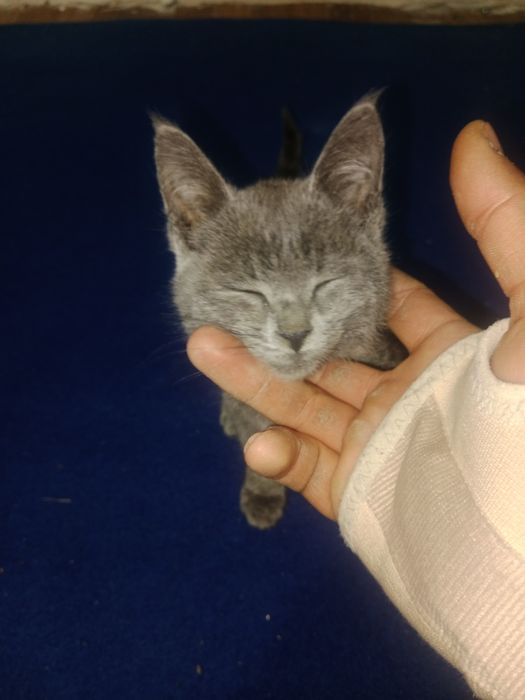 Mushuk bolasi zottor