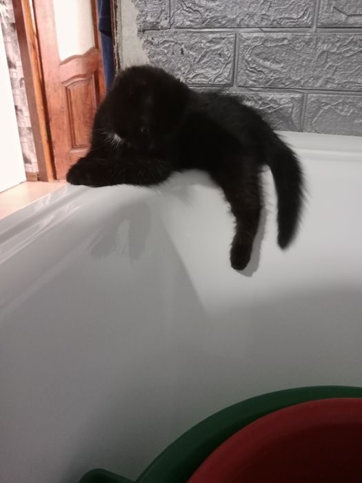 Сибирский котята