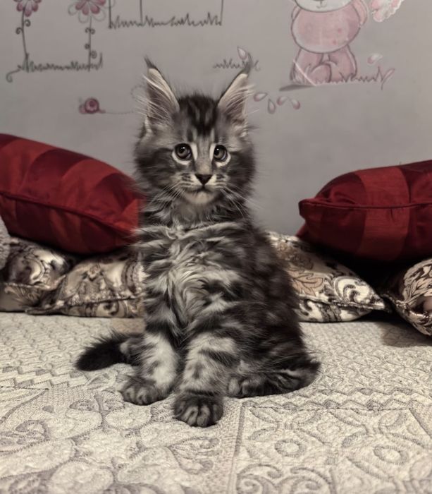 Мейн- кун котята с документами