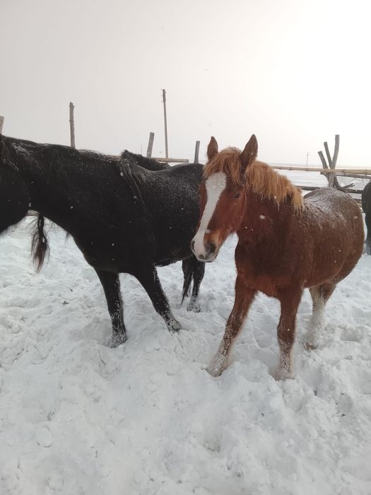 Продам кобылу и жеребенка