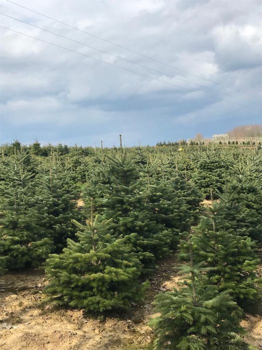 Palmier de mai mulete speci si multe alte plante