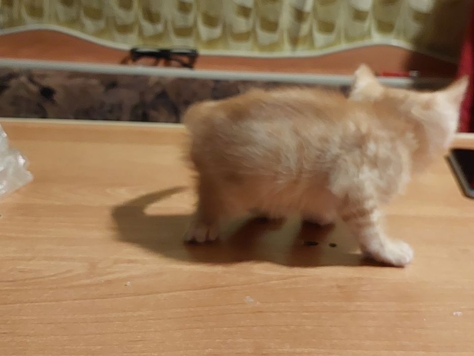 Рыжий кот самец 6 недель