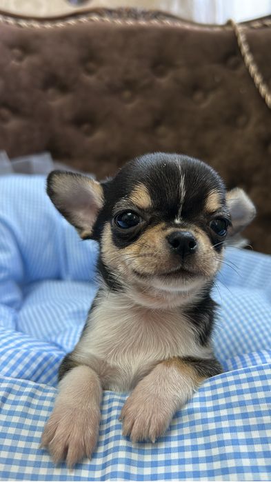 Чихуахуа мальчик