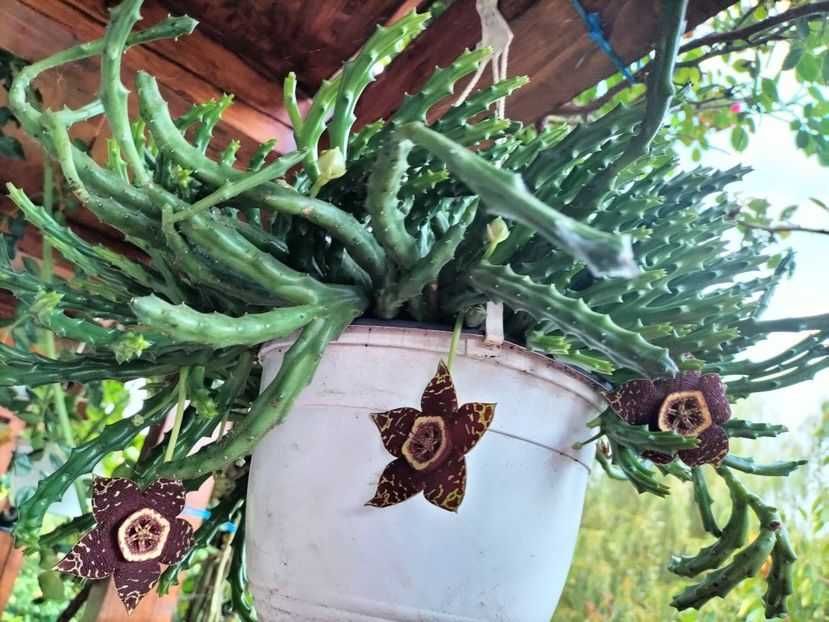 vand suculente din surplusul meu