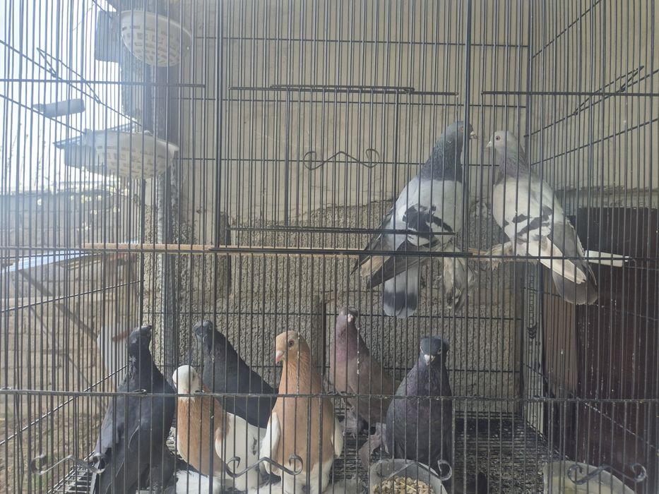 Кептерлер әр түрлі породалар