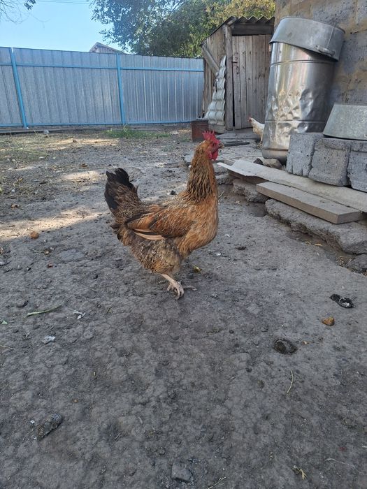 Продам курей кученской породы