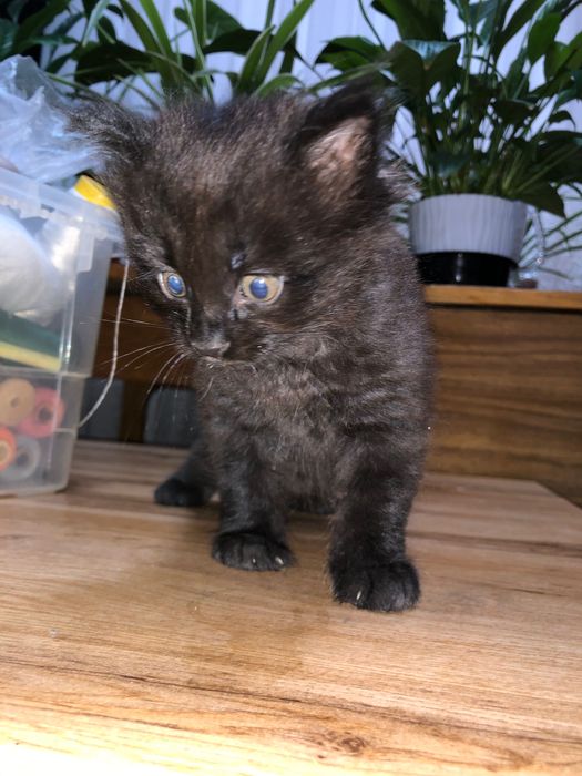 Катета домашним отдадим в ответственные руки