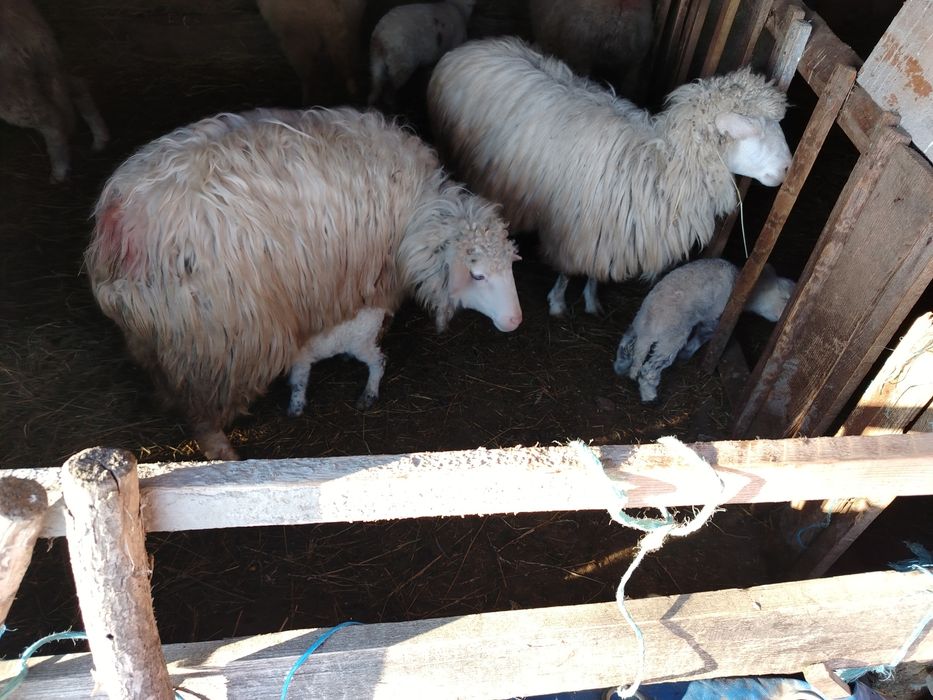 Oi fatate din alegere 1000 lei bucata