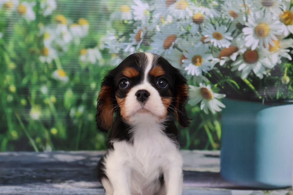 Кавалер кинг чарльз спаниель
