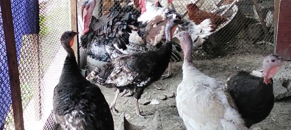 Индюки самцы и самки (1год)