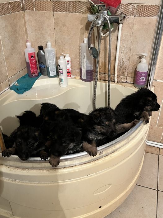 Щенки немецкой овчарки чистокровные