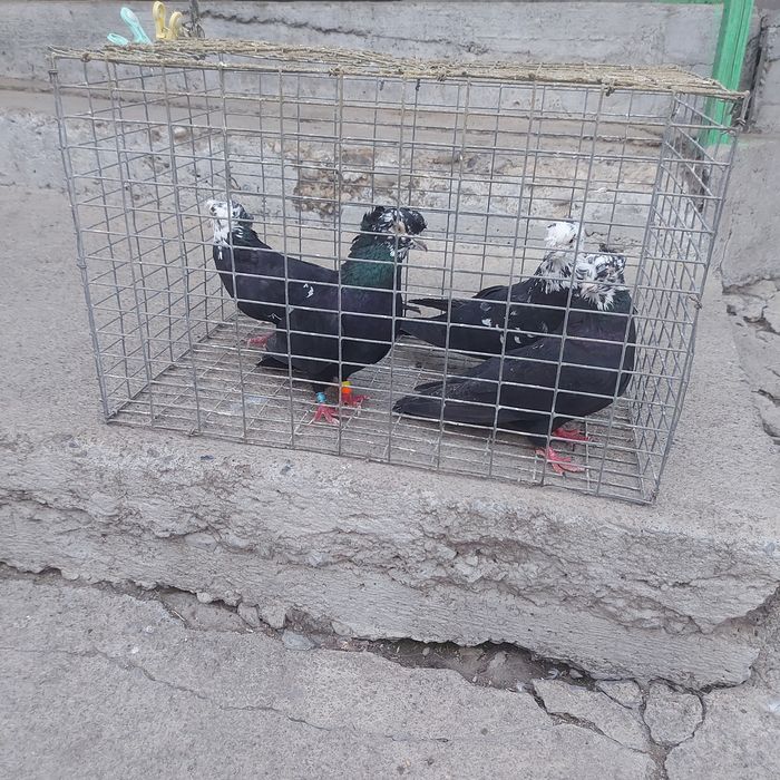 Рябагаловые двух чуби 2пара