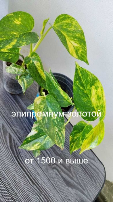 Комнатные цветы простые в содержании и уходе.