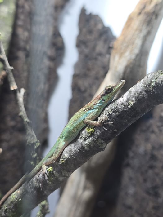 Anolis roquet macouba