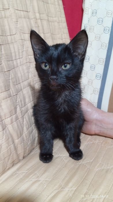 Домашнее котят отдам на хорошей руки