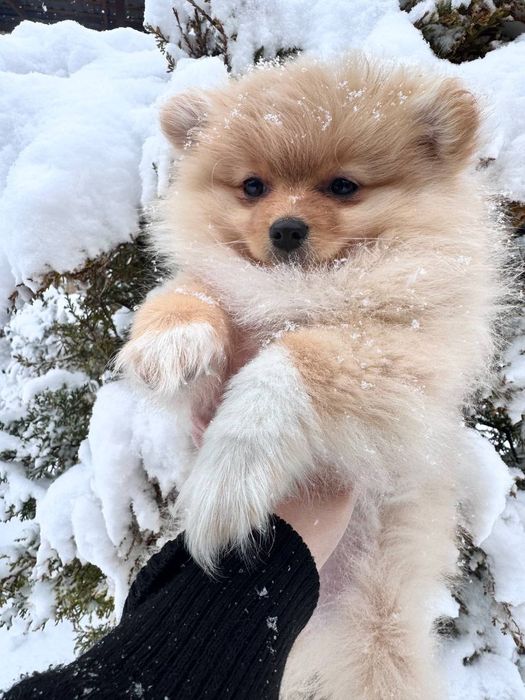 Продаются щенки малого немецкого шпица