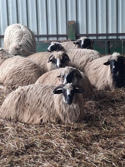 Oi breze de petrosani!!