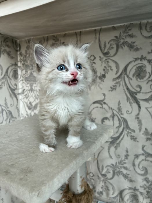 Котенок мальчик 1,5 месяцев невская маскрадная