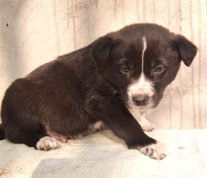 Очень нуждаются щенята в Вашей помощи