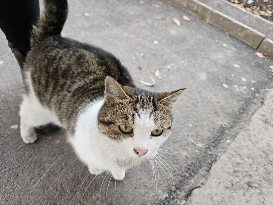 Отдам кушку в добрые руки