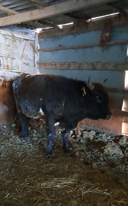 Продам 2 бычков на мясо или развод