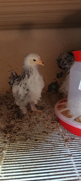 Pui Brahma HD ..