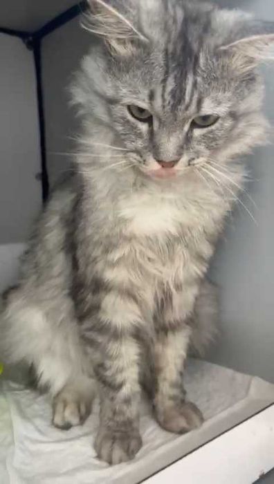 Кот  ищет дом и любящих хозяев