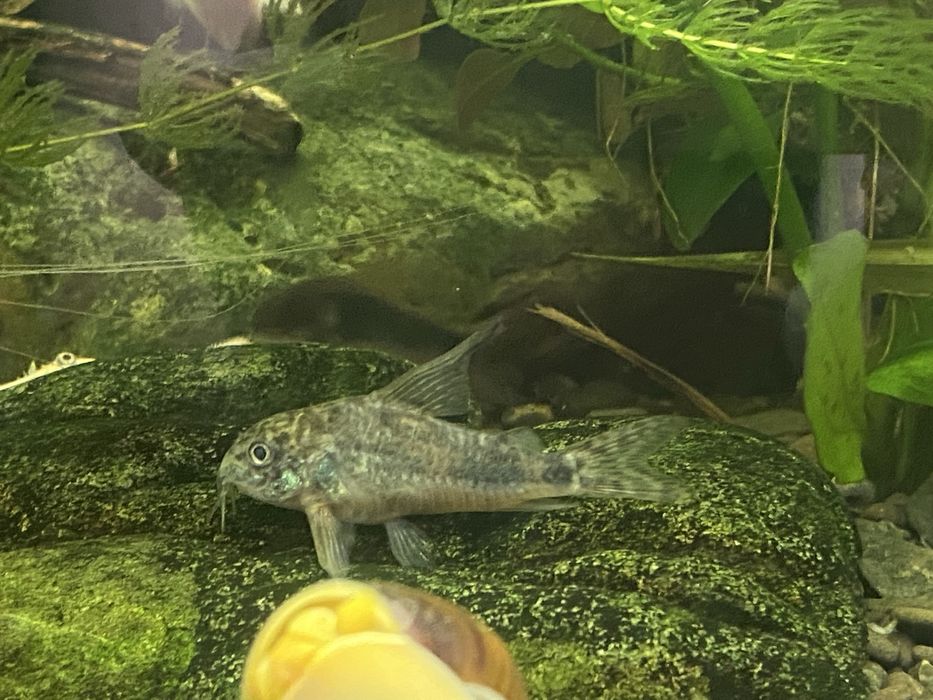 Коридорас сомики