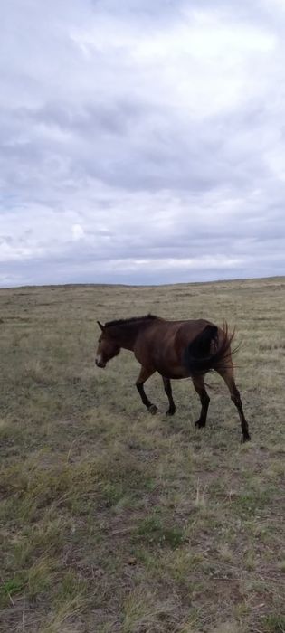 Продаю лошадь с жеребенком