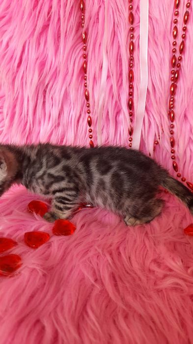 Бенгальская девочка