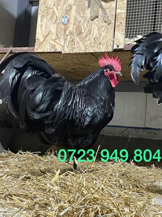 Pui de gaina pui mici Brahma Italiana Jersey Giant Australorp Marans Targoviste • OLX.ro