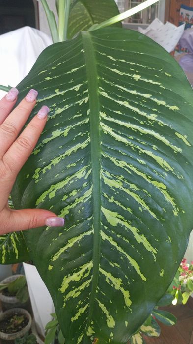 Продаю комнатные цветы