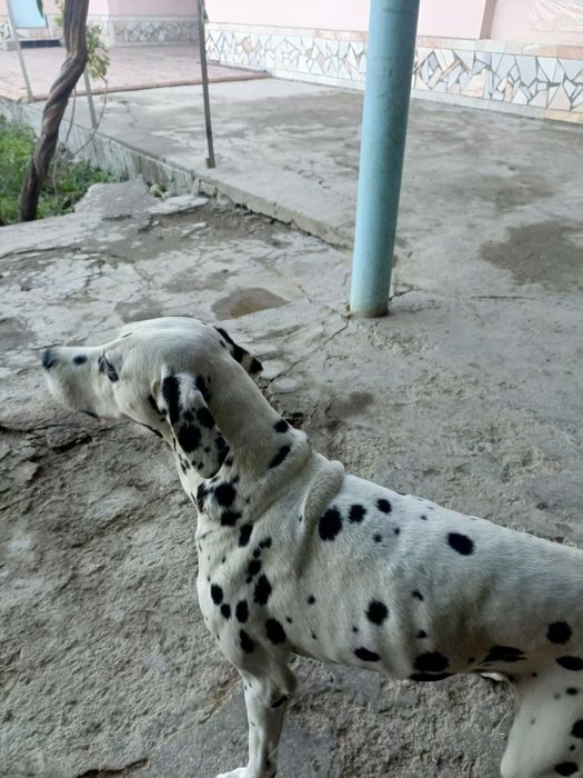 Dalmatin it toza zotli